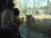 03-04-01_009_Megan_and_the_Cheetah.jpg (195016 bytes)
