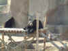 03-04-01_010_The_Bear.jpg (173048 bytes)