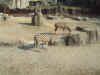 03-04-01_013_The_Zebras.jpg (234029 bytes)