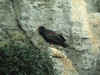 03-04-01_016_The_Ibis.jpg (250436 bytes)