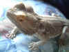 03-04-27_009_Good_Lizard_Shot.jpg (156264 bytes)